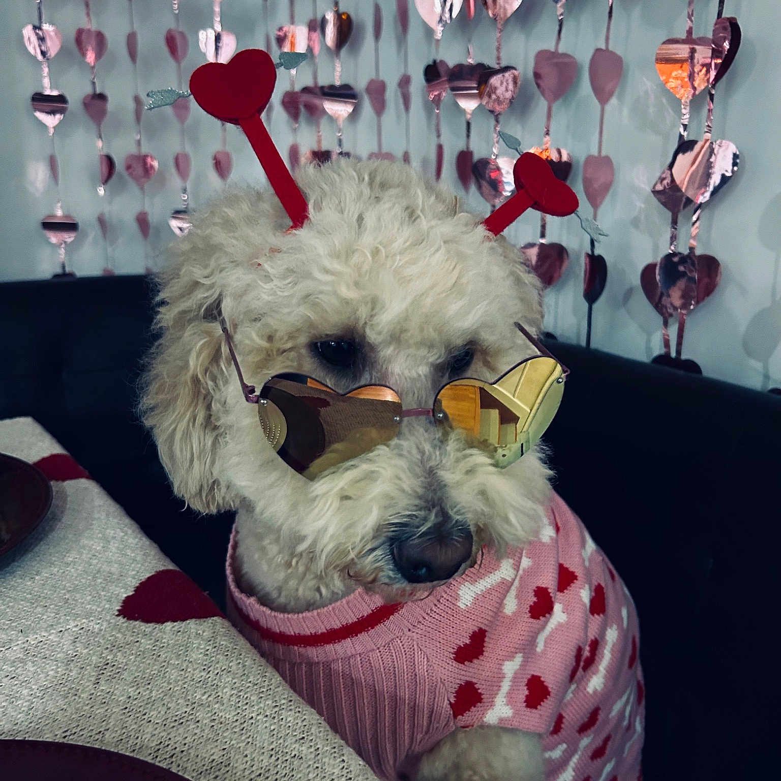Layla is registered to the contest to win money with this photo: bag, carnivore, companion_dog, couch, dog_breed, eyewear, fawn, felidae, font, fur, luggage_and_bags, pink, red, room, small_to_medium_sized_cats, stuffed_toy, textile, toy, whiskers, white