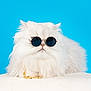 cat, white_cat, fluffy, long_hair, sunglasses, blue_background, gold_chain, pet, animal, feline, cool, portrait, studio, accessory, fashion, luxury, cute, indoor, relaxed, stylish