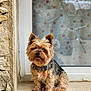 Plume participe au concours pour gagner de l'argent avec cette photo : dog, yorkshire_terrier, pet, animal, fur, window, stone_wall, sitting, outdoor, curious, collar, small_dog, cute, fluffy, portrait, companion, canine, paw, ears, face