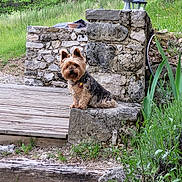 Plume participe au concours pour gagner de l'argent avec cette photo : dog, small_dog, outdoor, stone_wall, greenery, grass, stone_step, lamp_post, rustic, garden, pet, fur, curious, animal, wooden_deck, nature, plant, collar, mammal, sitting