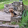 dog, small_dog, outdoor, stone_wall, greenery, grass, stone_step, lamp_post, rustic, garden, pet, fur, curious, animal, wooden_deck, nature, plant, collar, mammal, sitting
