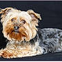 Plume a rejoint le concours — aidez-le/la à gagner de superbes lots ! dog, yorkshire_terrier, pet, lying_down, fur, ears, brown, gray, animal, cute, portrait, canine, looking_away, indoor, black_background, small_dog, fluffy, resting, mammal, companion