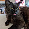 cat, black_cat, green_eyes, tongue_out, fluffy_fur, pet, indoor, relaxed, close_up, whiskers, cute, animal, feline, domestic_cat, lying_down, fur, portrait, household, cozy, mischievous