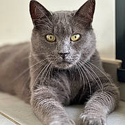 Pacha a rejoint le concours — aidez-le/la à gagner de superbes lots ! abyssinian, animal, cat, egyptiancat, gray, kitten, manx, pet, snout