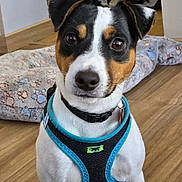 Valko a rejoint le concours — aidez-le/la à gagner de superbes lots ! dog, pet, indoor, floor, wooden_floor, harness, black_harness, blue_harness, small_dog, jack_russell, animal, cute, puppy, looking, sitting, collar, fur, ears, eyes, dog_bed