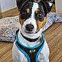 dog, pet, indoor, floor, wooden_floor, harness, black_harness, blue_harness, small_dog, jack_russell, animal, cute, puppy, looking, sitting, collar, fur, ears, eyes, dog_bed