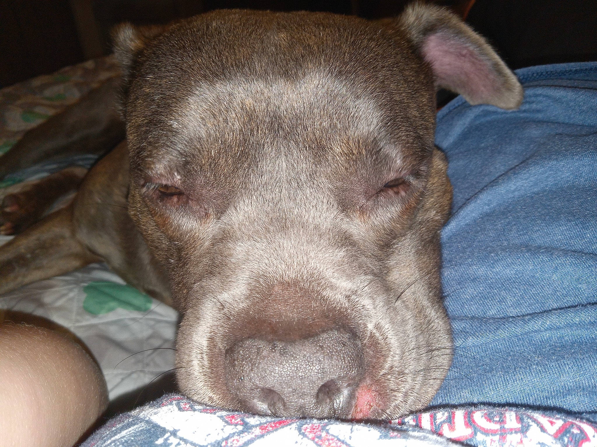 Lillian joined the competition — help win amazing prizes! canidae, carnivore, comfort, companion_dog, corgi_chihuahua, dog, dog_breed, ear, fawn, fur, gun_dog, liver, nap, non_sporting_group, snout, sporting_group, terrestrial_animal, whiskers, working_animal