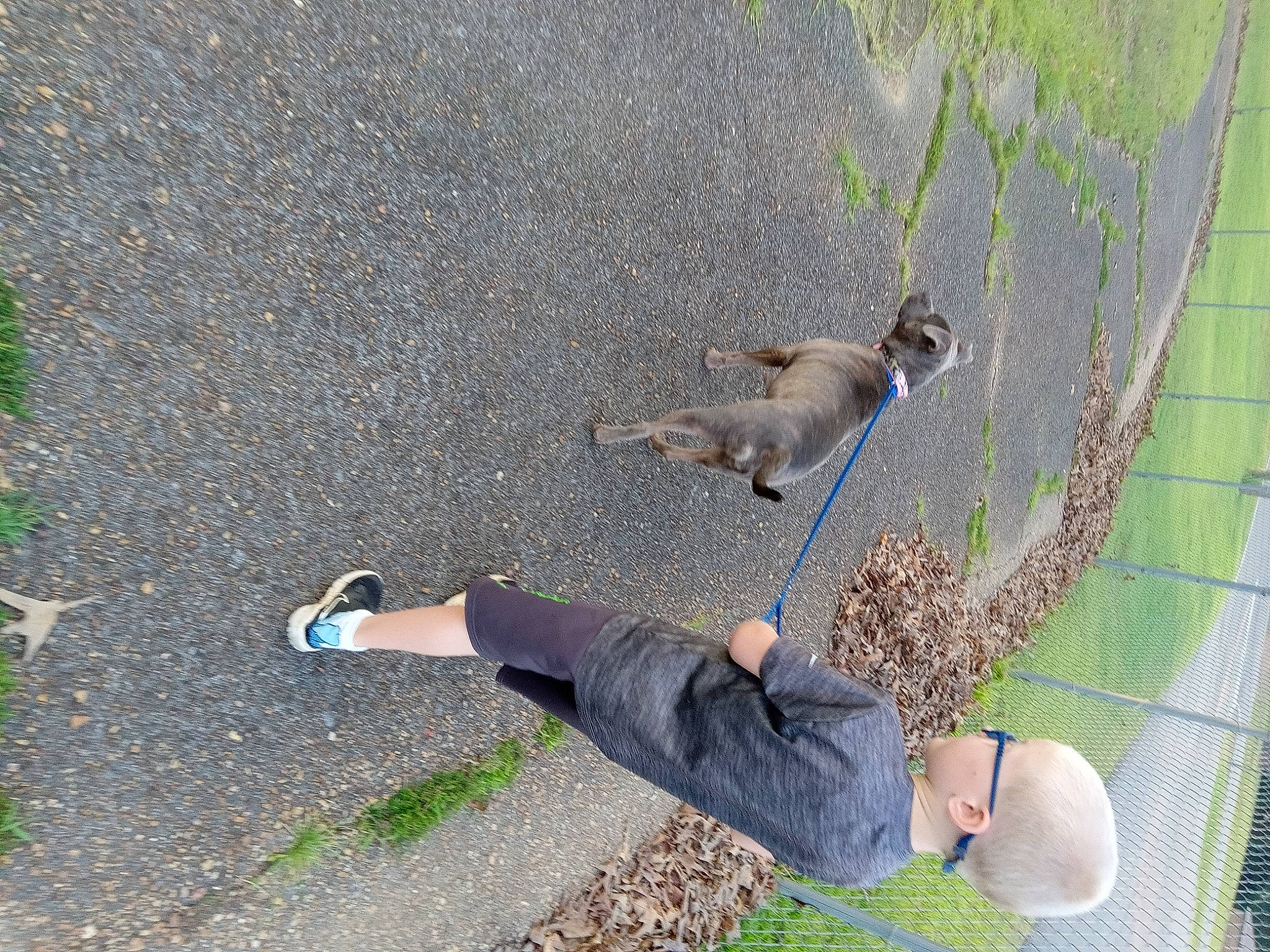 Lillian is registered to the contest to win money with this photo: asphalt, canidae, concrete, curb, fawn, grass, groundcover, human_leg, knee, leisure, people_in_nature, plant, road, road_surface, shadow, sidewalk, soil, tail, tar, walking_shoe