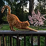 Stuart is registered to the contest to win money with this photo: animal, backyard, cat, daylight, feline, flora, garden, green_grass, nature, orange_tabby, outdoor, peaceful, pets, pink_blossoms, plants, stretching, sunset, tree, wood, wooden_railing