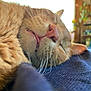 Stuart joined the competition — help win amazing prizes! animal, blurred_background, cat, close_up, cozy, cute, fabric, fur, ginger_cat, home, indoor, nap, peaceful, pet, relaxation, resting, sleeping, soft_light, tongue_out, whiskers