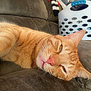 Stuart is registered to the contest to win money with this photo: animal, cat, closeup, couch, cozy, cute, domestic_animal, feline, fur, household, indoor, laundry_basket, orange_tabby, pet, relaxed, resting, sleepy, soft_furniture, tongue_out, whiskers