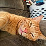 animal, cat, closeup, couch, cozy, cute, domestic_animal, feline, fur, household, indoor, laundry_basket, orange_tabby, pet, relaxed, resting, sleepy, soft_furniture, tongue_out, whiskers