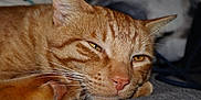 Stuart is registered to the contest to win money with this photo: animal, cat, close_up, cute, domestic_cat, face, feline, fur, ginger_cat, indoor, lying_down, mammal, pet, relaxed, resting, sleepy, soft_texture, tabby, whiskers, yellow_eyes