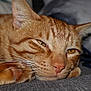 animal, cat, close_up, cute, domestic_cat, face, feline, fur, ginger_cat, indoor, lying_down, mammal, pet, relaxed, resting, sleepy, soft_texture, tabby, whiskers, yellow_eyes