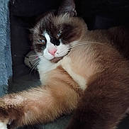 Jasper is registered to the contest to win money with this photo: cat, fluffy, close_up, paw, relaxed, sleepy, feline, pet, whiskers, pink_nose, indoor, resting, cute, mammal, animal, stretching, fur, tabby, cozy, portrait