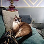 Jasper is registered to the contest to win money with this photo: cat, siamese_cat, couch, pillow, lamp, purse, chain, zipper, furniture, indoor, cozy, relaxing, pet, blue_eyes, fur, tail, decor, wall, power_outlet, home