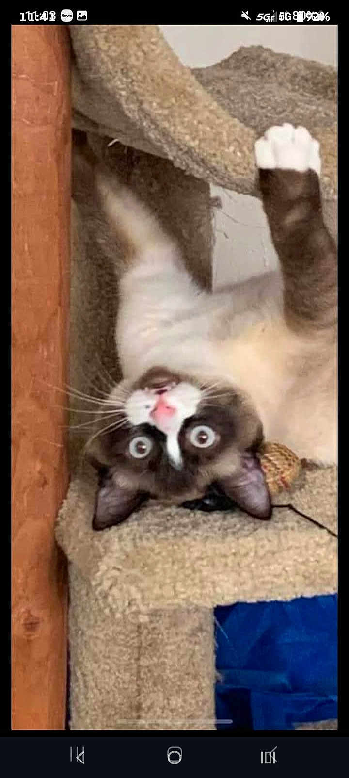 Jasper joined the competition — help win amazing prizes! cat, pet, animal, upside_down, carpet, cat_tree, toy, whiskers, ears, curious, playful, indoor, feline, wide_eyes, wood, furniture, scratching_post, pink_nose, paw, fur