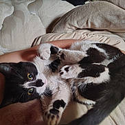 Matilda is registered to the contest to win money with this photo: cat, black_and_white, pet, animal, feline, paws, fur, green_eyes, resting, curling, blanket, human_arm, human_chest, indoor, close_up, cute, relaxed, cozy, soft, companion