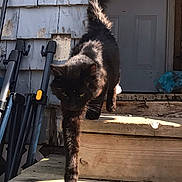 Binx is registered to the contest to win money with this photo: black_cat, cat, pet, animal, outdoor, wooden_steps, sunlight, shadow, door, house, peeling_paint, equipment, focused, walking, tail, feline, fur, daylight, step_down, domestic_animal