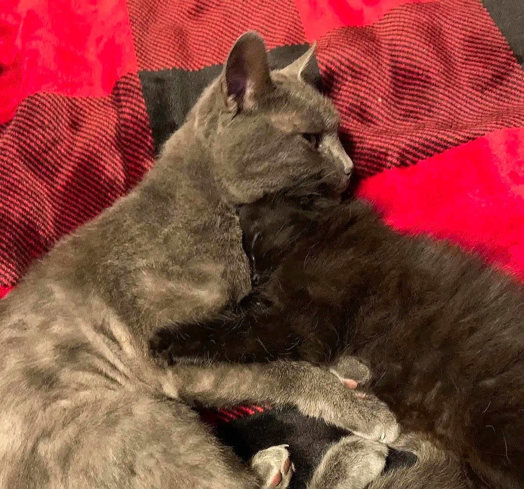 Binx joined the competition — help win amazing prizes! cat, cats, cuddling, grey_cat, black_cat, feline, pet, animal, snuggling, cozy, blanket, red, black, fur, sleeping, resting, domestic_animal, close_up, companion, cute