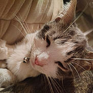Lilo is registered to the contest to win money with this photo: animal, beige, bell, cat, close_up, closeup, collar, cozy, cute, domestic_cat, face, feline, fur, indoor, pet, relaxing, resting, sleeping, soft, whiskers