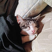 Lilo is registered to the contest to win money with this photo: cat, sleeping, blanket, cushion, paw, cozy, indoor, resting, fur, pet, whiskers, nap, cute, relaxed, feline, comfort, closeup, domestic, animal, soft