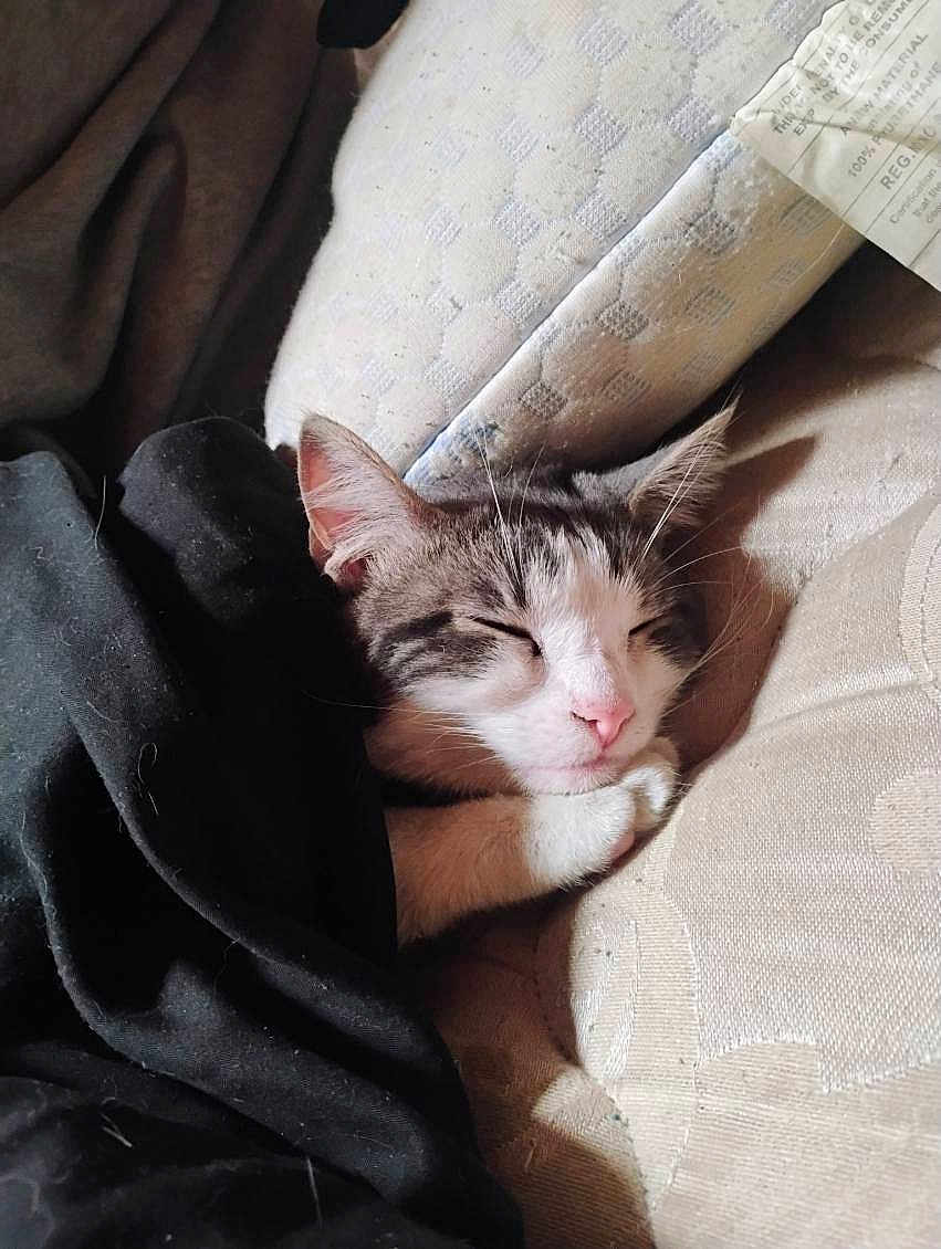 Lilo is registered to the contest to win money with this photo: cat, sleeping, blanket, cushion, paw, cozy, indoor, resting, fur, pet, whiskers, nap, cute, relaxed, feline, comfort, closeup, domestic, animal, soft