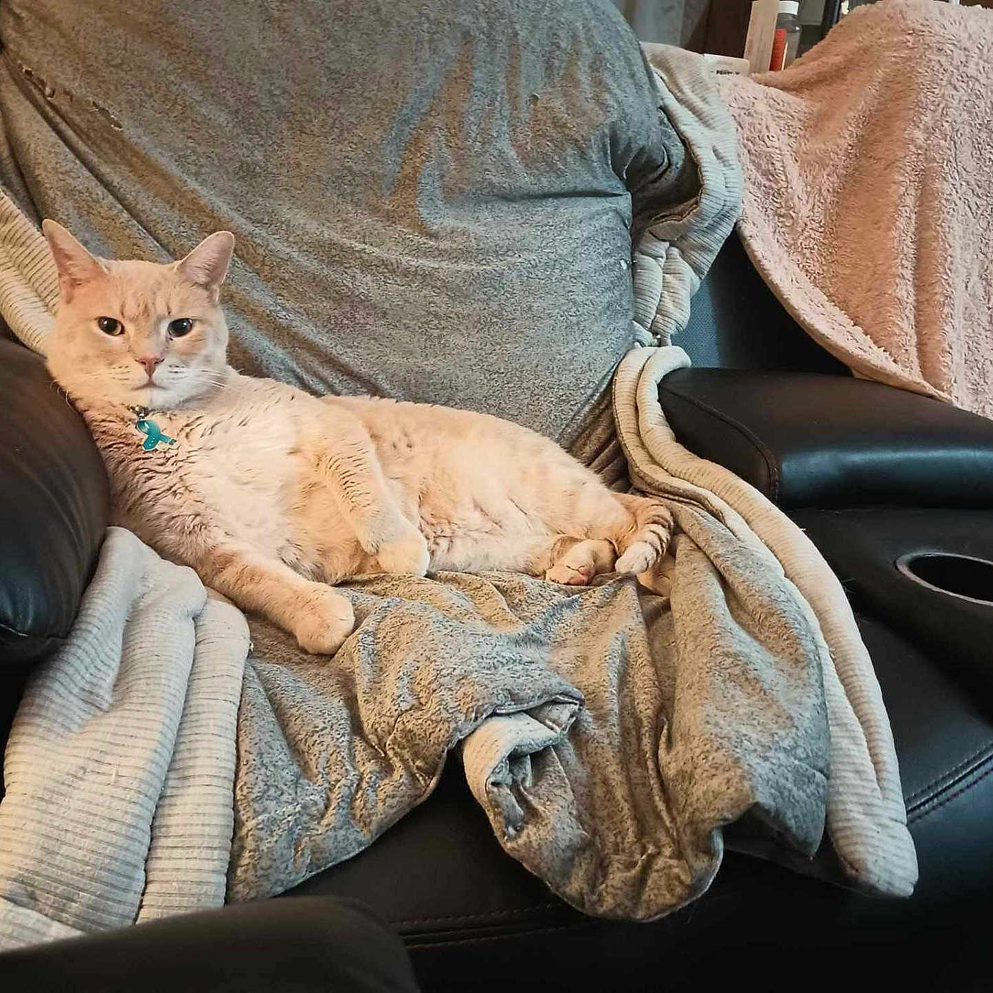 Milo is registered to the contest to win money with this photo: animal, beige_cat, blanket, cat, collar, comfort, cozy, cute, domestic_cat, fur, furniture, home, indoor, leather_chair, looking, paws, pet, relaxed, resting, seated