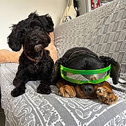 Louky Et Victor a rejoint le concours — aidez-le/la à gagner de superbes lots ! dogs, pets, canine, black_dog, brown_dog, goggles, protective_eyewear, sitting, lying_down, bed, bedspread, indoors, home, bedroom, refrigerator, magnets, collar, fluffy, portrait, funny