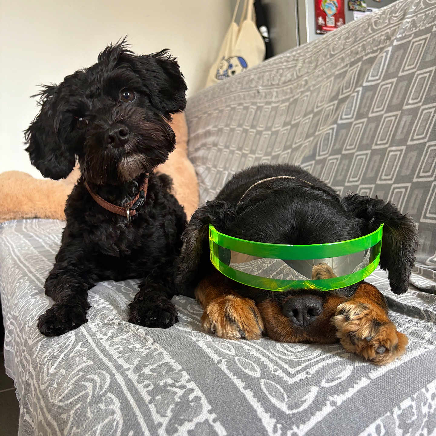 Louky Et Victor a rejoint le concours — aidez-le/la à gagner de superbes lots ! dogs, pets, canine, black_dog, brown_dog, goggles, protective_eyewear, sitting, lying_down, bed, bedspread, indoors, home, bedroom, refrigerator, magnets, collar, fluffy, portrait, funny