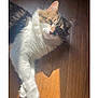 cat, fluffy, paw, wooden_floor, sunlight, relaxed, pet, animal, indoor, feline, whiskers, fur, laying_down, cute, domestic, mammal, tabby, white_paw, sunbeam, cozy