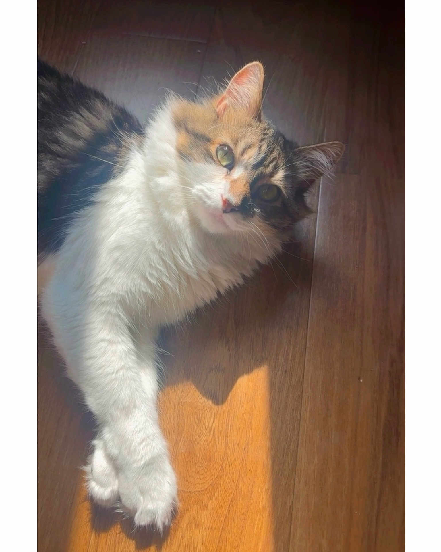 Bape Pinckney is registered to the contest to win money with this photo: cat, fluffy, paw, wooden_floor, sunlight, relaxed, pet, animal, indoor, feline, whiskers, fur, laying_down, cute, domestic, mammal, tabby, white_paw, sunbeam, cozy