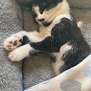 Auggie is registered to the contest to win money with this photo: kitten, cat, sleeping, black_and_white, pet, cozy, blanket, heart_pattern, fur, cute, resting, animal, indoor, soft, young, paw, feline, nap, comfortable, bed