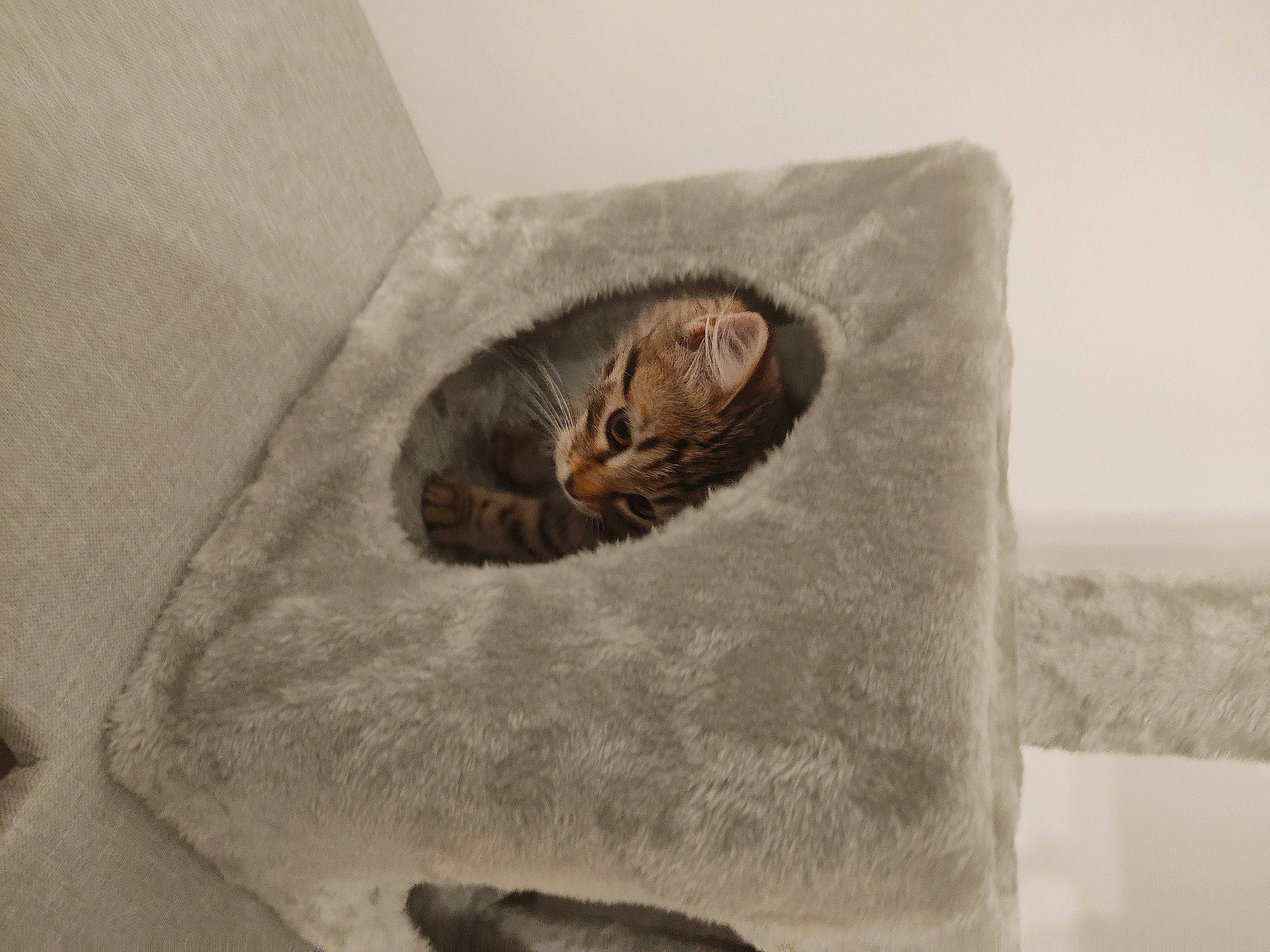 Praline participe au concours pour gagner de l'argent avec cette photo : bedding, carnivore, cat, cat_bed, cat_supply, comfort, domestic_short_haired_cat, felidae, fur, grey, linens, room, small_to_medium_sized_cats, snout, tail, whiskers, wood