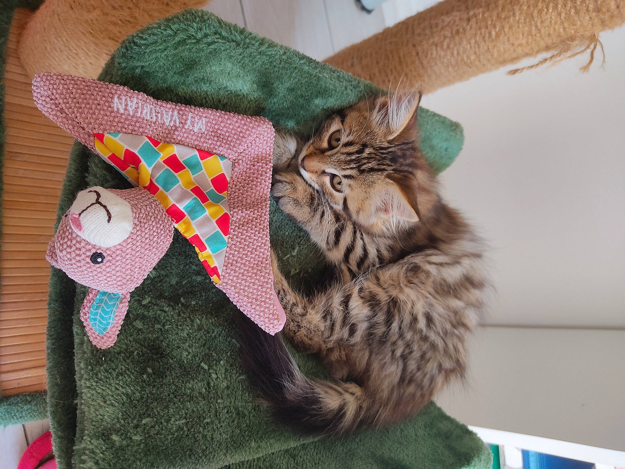 Praline a rejoint le concours — aidez-le/la à gagner de superbes lots ! bag, carnivore, cat, cat_bed, cat_supply, comfort, creative_arts, domestic_short_haired_cat, fashion_accessory, fawn, felidae, fur, linens, pattern, sleeve, small_to_medium_sized_cats, tail, whiskers, wool, woolen