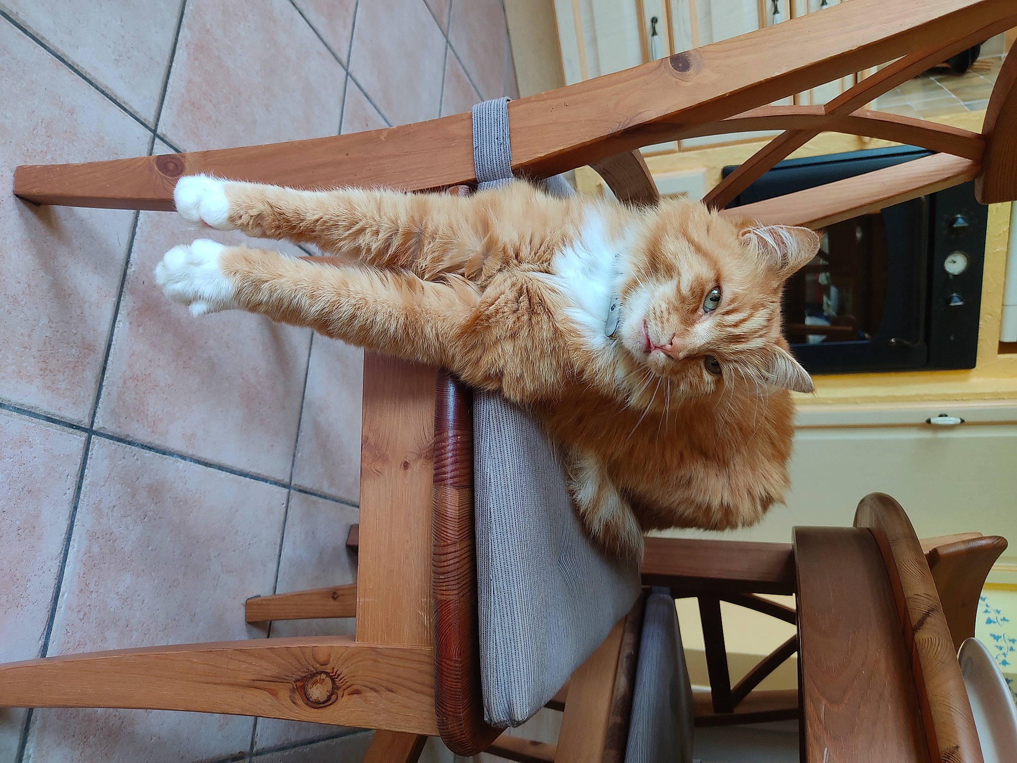 Miel a rejoint le concours — aidez-le/la à gagner de superbes lots ! art, carnivore, cat, chair, claw, comfort, domestic_short_haired_cat, fawn, felidae, flooring, fur, hardwood, natural_material, small_to_medium_sized_cats, sporting_group, tail, terrestrial_animal, whiskers, window, wood