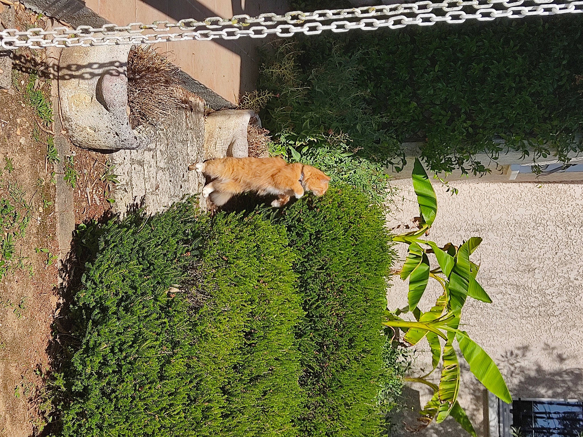 Miel participe au concours pour gagner de l'argent avec cette photo : big_cats, brick, carnivore, cat, fawn, felidae, grass, grass_family, groundcover, landscape, plant, shadow, shrub, small_to_medium_sized_cats, soil, tail, terrestrial_animal, trunk, vegetation, wood
