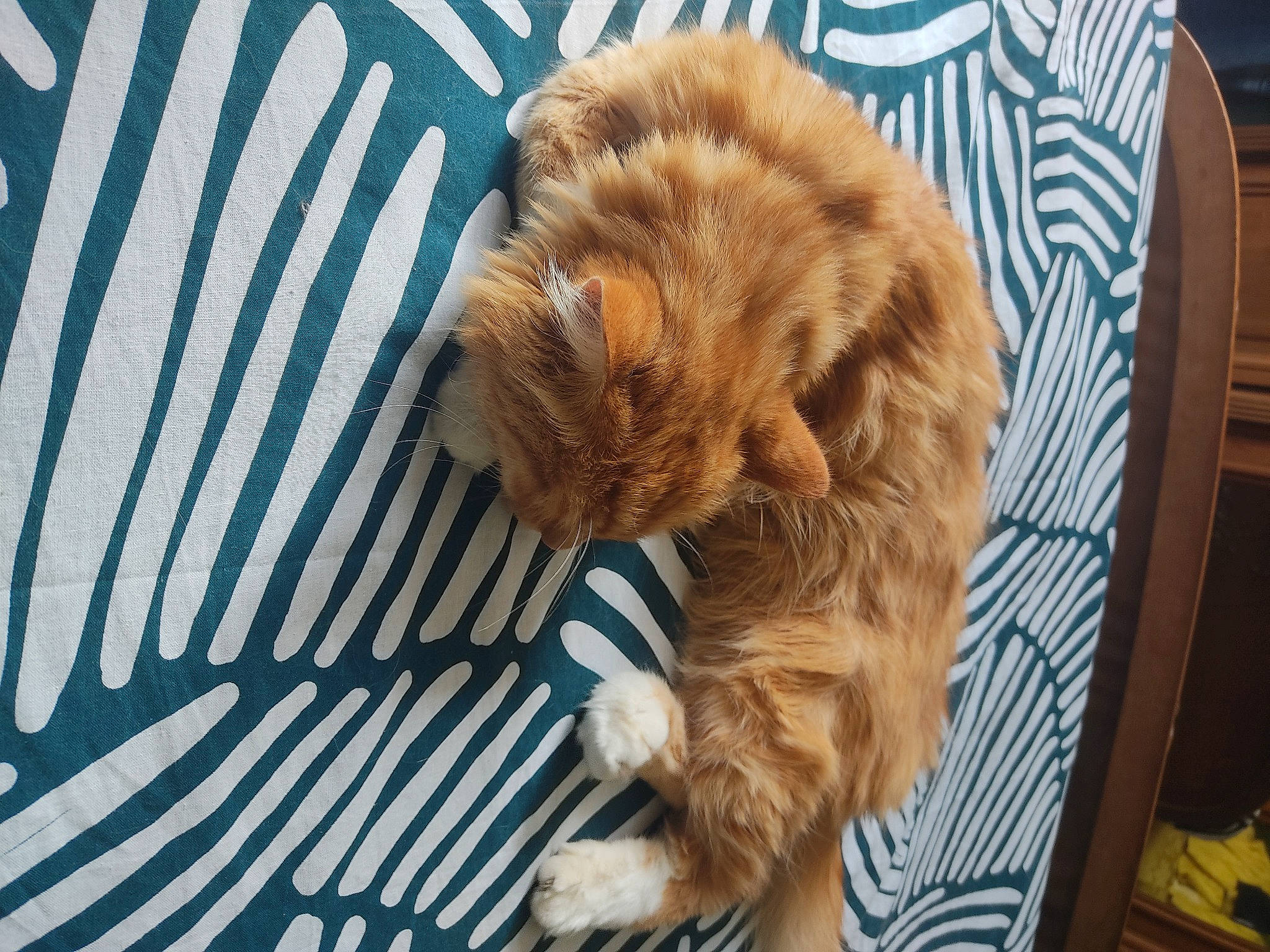 Miel a rejoint le concours — aidez-le/la à gagner de superbes lots ! brown, carnivore, chair, claw, comfort, companion_dog, dog, dog_breed, fawn, felidae, flooring, fur, liver, paw, small_to_medium_sized_cats, snout, sporting_group, tail, toy_dog, whiskers