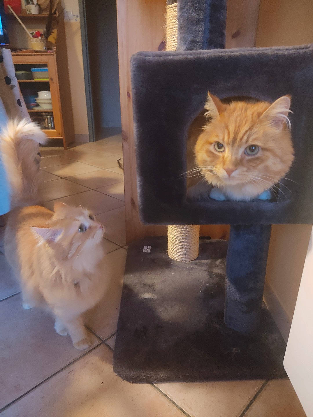 Miel participe au concours pour gagner de l'argent avec cette photo : box, cardboard, carnivore, cat, domestic_short_haired_cat, fawn, felidae, floor, flooring, fur, hardwood, pet_supply, room, shelf, shipping_box, small_to_medium_sized_cats, tail, whiskers, window, wood