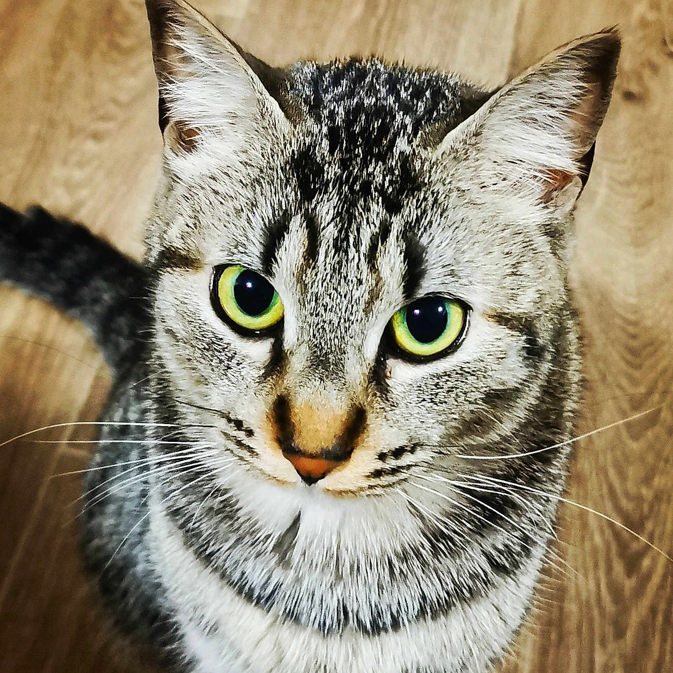 Leya