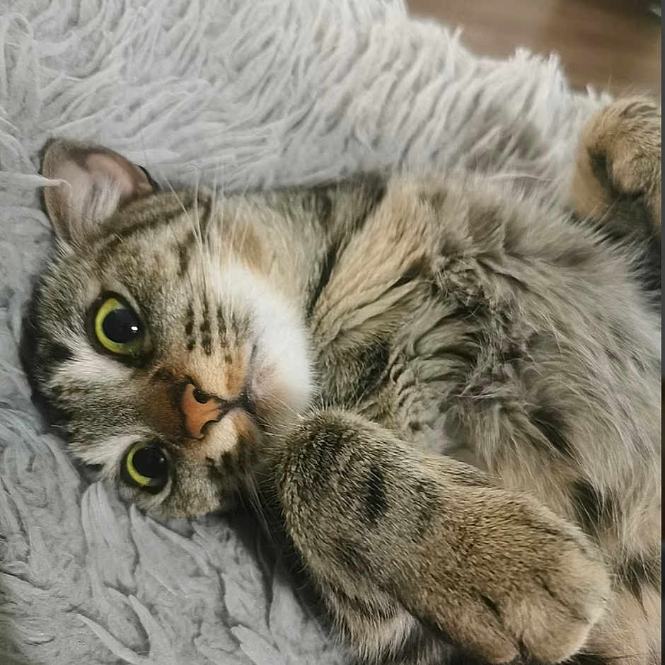 Leya