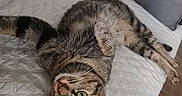 Leya a rejoint le concours — aidez-le/la à gagner de superbes lots ! cat, tabby_cat, pet, animal, green_eyes, lying_down, upside_down, relaxed, playful, fur, whiskers, bed, quilt, pillow, bedroom, indoor, home, wooden_floor, cozy, portrait
