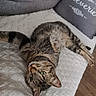 cat, tabby_cat, pet, animal, green_eyes, lying_down, upside_down, relaxed, playful, fur, whiskers, bed, quilt, pillow, bedroom, indoor, home, wooden_floor, cozy, portrait
