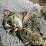 cat, tabby, fluffy, fur, whiskers, green_eyes, pet, animal, lying_down, upside_down, paw, close_up, portrait, blanket, shaggy_texture, indoors, cozy, relaxed, playful, photography