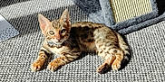 Blue is registered to the contest to win money with this photo: cat, kitten, bengal_cat, carpet, scratching_post, indoor, sunlight, pet, animal, feline, relaxed, curious, spot_pattern, home, floor, young_cat, whiskers, ears, paw, cozy