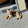 cat, kitten, bengal_cat, carpet, scratching_post, indoor, sunlight, pet, animal, feline, relaxed, curious, spot_pattern, home, floor, young_cat, whiskers, ears, paw, cozy
