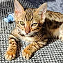 Blue is registered to the contest to win money with this photo: kitten, tabby, cat, pet, animal, fur, whiskers, ears, paws, eyes, toy, carpet, texture, sunlight, indoor, closeup, cute, resting, striped, young