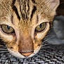 cat, tabby, close_up, face, fur, eyes, whiskers, carpet, texture, pet, animal, cute, curious, indoor, mammal, feline, head, resting, closeup, domestic_cat