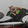 Blue is registered to the contest to win money with this photo: kitten, cat, tabby, collar, drum_set, musical_instrument, blanket, plush, indoor, curious, pet, young_cat, feline, pattern, black, green, orange, paws, ears, wall