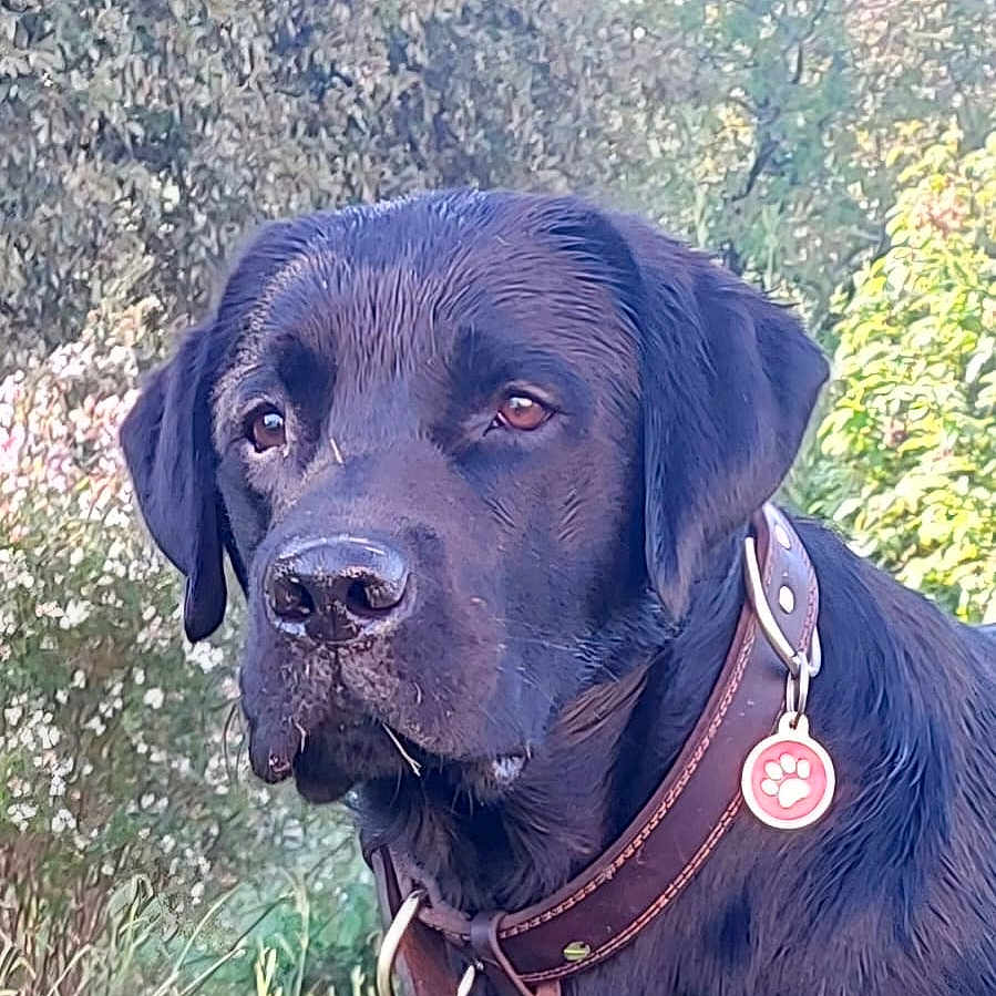 Vasko participe au concours pour gagner de l'argent avec cette photo : animal, black_labrador, brown_collar, canine, collar, dog, domestic_animal, ears, fur, grass, leafy_background, muzzle, nature, nose, outdoor, pet, portrait, serious_expression, sunlight, tag